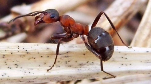 уничтожение муравьев шахты